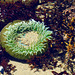 Giant Green Anemone