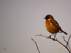 Tarabilla común [Saxicola rubicola] + (2 PiP)
