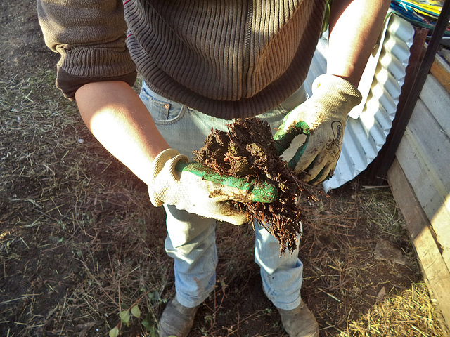 compost after 4 weeks