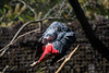 gris du Gabon - parc des oiseaux Villars les Dombes