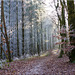 Winterwald