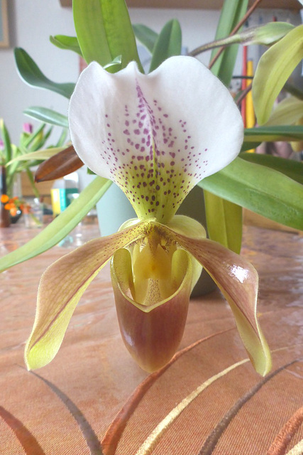 'Frauenschuh' - Cypripedium