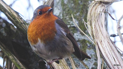 My gazebo Robin remains uneaten by the Pine Marten - so far!