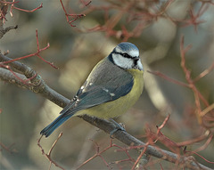 Blue Tit