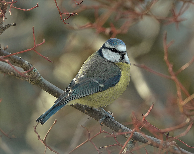 Blue Tit