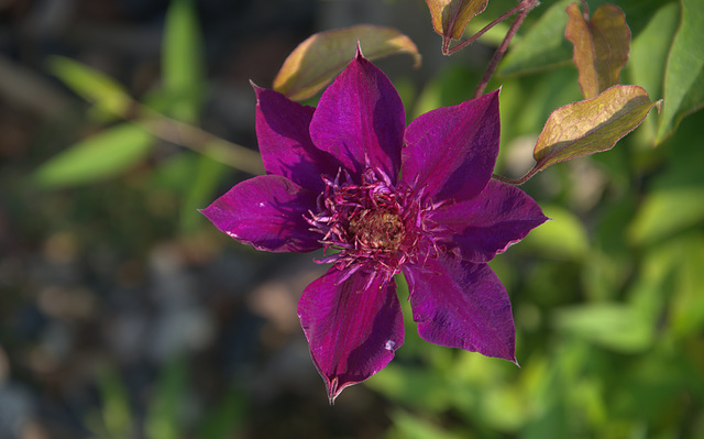 second blooming