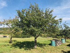 Wildapfel nach dem Sommerschnitt