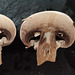Mushroom pareidolia symmetry