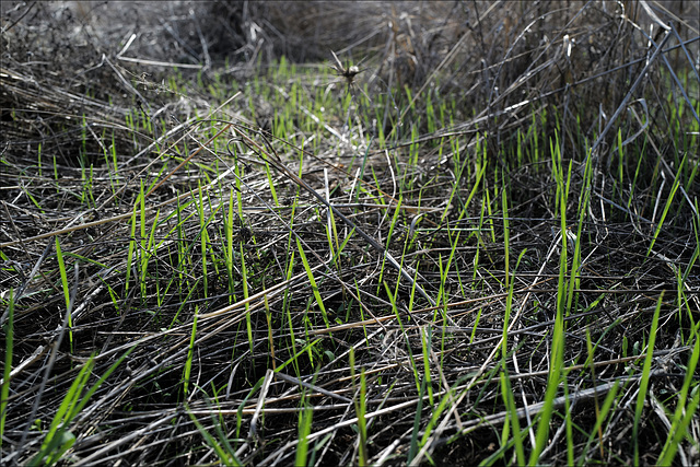 Penedos, Pasture growing after first rain