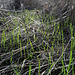 Penedos, Pasture growing after first rain