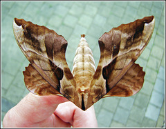 ''China on my hand'' ''China on my hand''