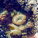 Giant Green Anemone