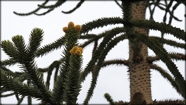 Araucaria