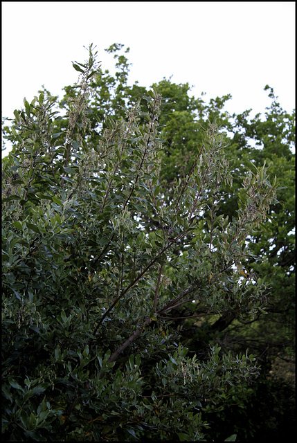 Garrya elliptica- Arbre aux chapelets