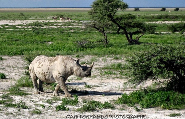 Safari in Namibia