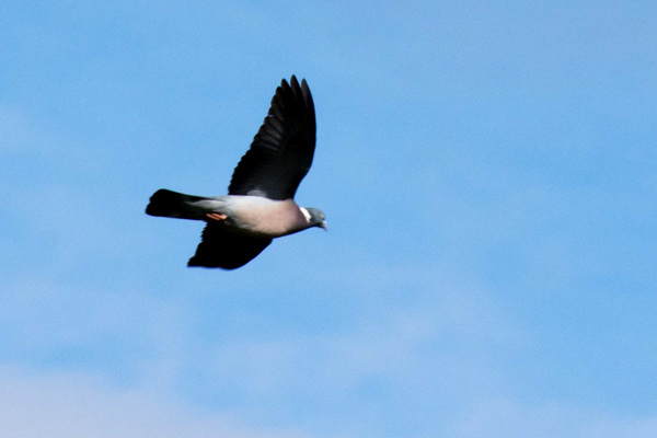 Pigeon (Columba palumbus)-DSB 2704