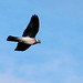 Pigeon (Columba palumbus)-DSB 2704