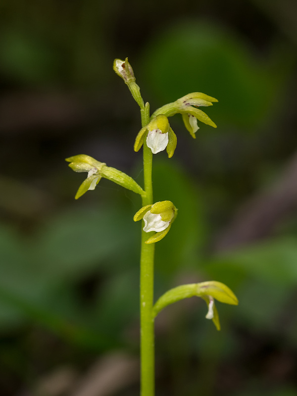 Corallorhiza trifida (Early Coralroot orchid)