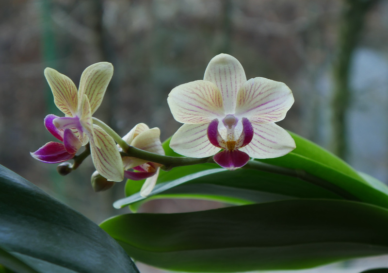 Orchideenfenster II
