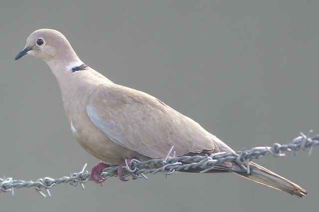 Bird on a Wire - 2 March 2018