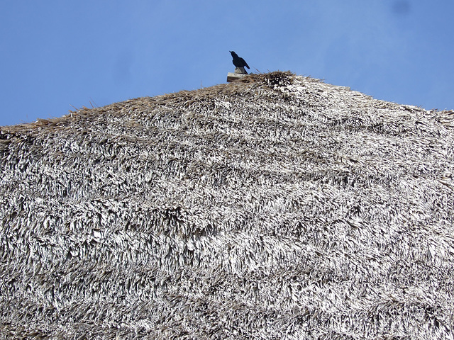 Crow on a Tiki Roof