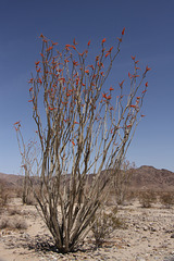 Ocotillo