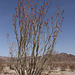 Ocotillo