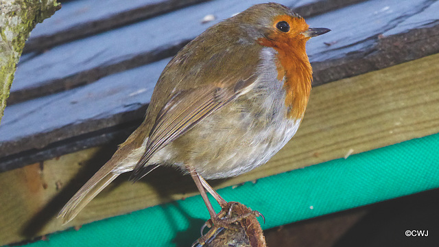 My gazebo Robin remains uneaten by the Pine Marten - so far!