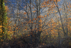 Lo spirito degli alberi