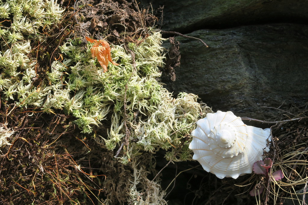 IMG 7948-001-Shell
