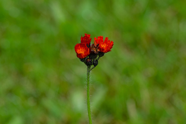 Orange Hawkweed