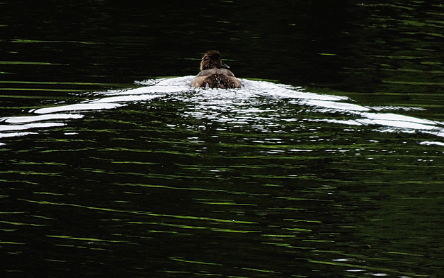 Duck on the Swim