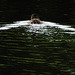 Duck on the Swim