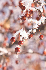 berries and frost