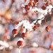 berries and frost