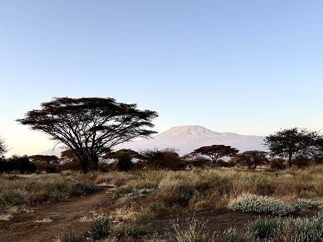 Kibo and giant acacia.