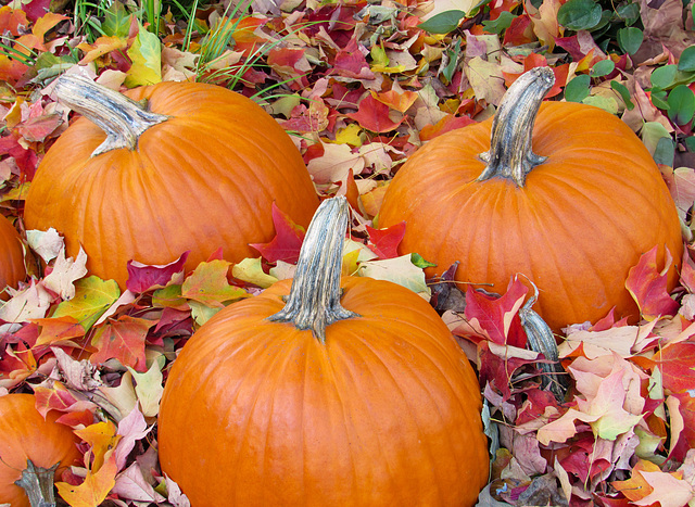 Pumpkins & Leaves