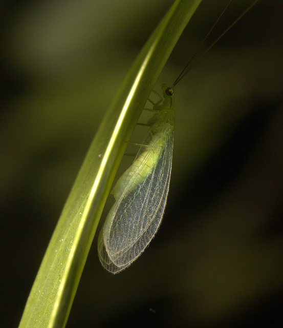 IMG 2679lacewingv2