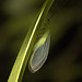IMG 2679lacewingv2