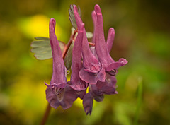 Der Gefingerte Lerchensporn (Corydalis solida) ist im Frühling ein Hingucker :)) The Corydalis solida is an eye-catcher in spring :)) Le Corydalis solida attire tous les regards au printemps :))