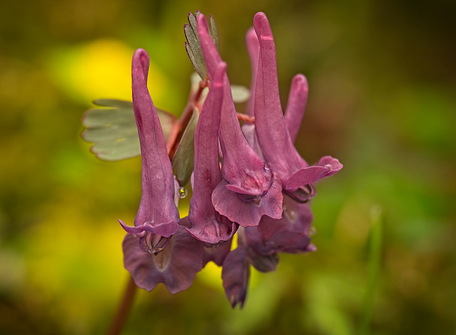 Der Gefingerte Lerchensporn (Corydalis solida) ist im Frühling ein Hingucker :)) The Corydalis solida is an eye-catcher in spring :)) Le Corydalis solida attire tous les regards au printemps :))