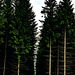 20250601_Wanderung Elbingerode-Weinbergblick und zurück