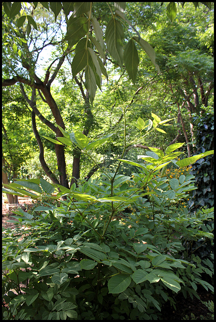 Aralia racemosa (2)