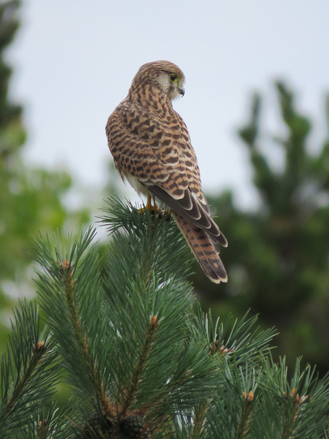 The Falcon on the hunt!