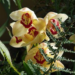 Cymbidium hybrid