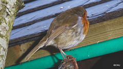 My gazebo Robin remains uneaten by the Pine Marten - so far!