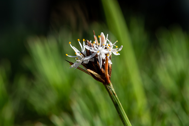 Borya constricta Churchill