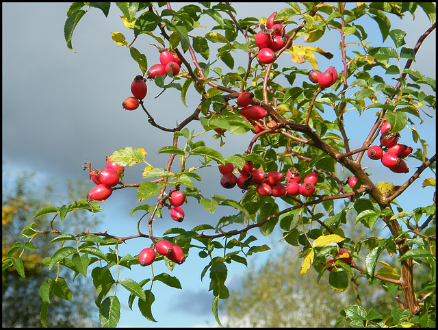 October hips