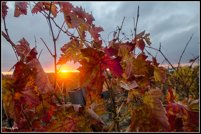 Puesta de sol entre viñedos