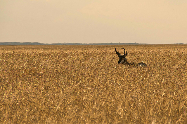 pronghorn in camo